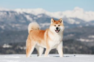 anjing-hachiko