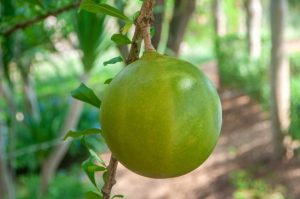 buah-bernuk