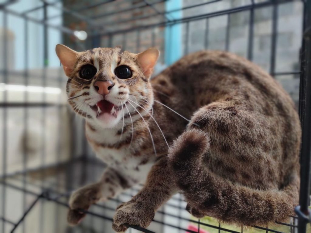 kucing-hutan