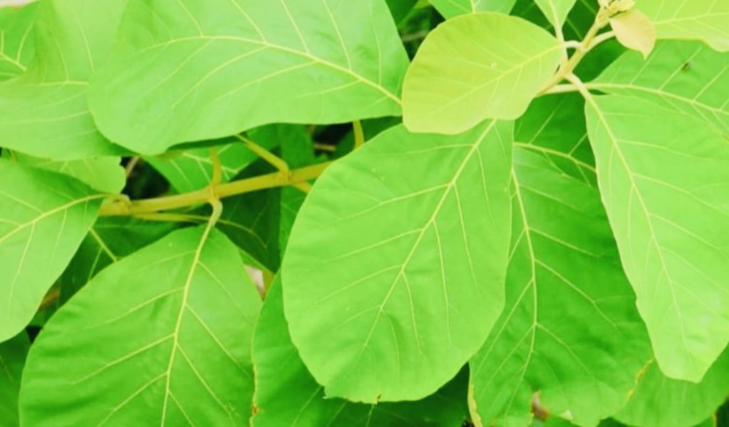 daun-jati