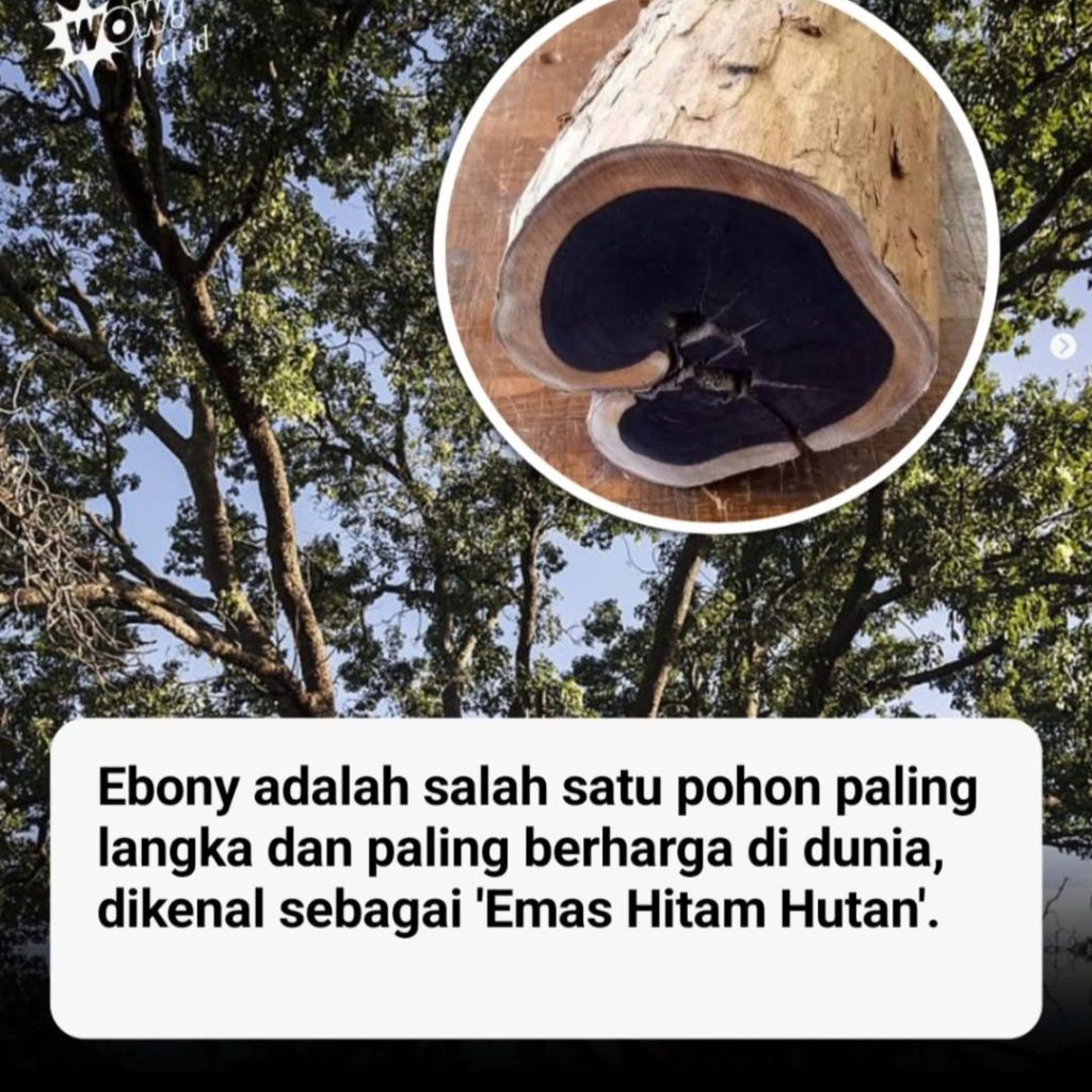 kayu ebony