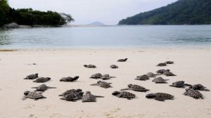 pulau-penyu