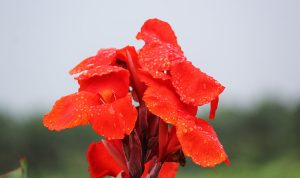 Bunga tasbih (Canna indica) bukan hanya tanaman hias yang indah, tetapi juga memiliki berbagai manfaat kesehatan yang telah digunakan dalam pengobatan tradisional