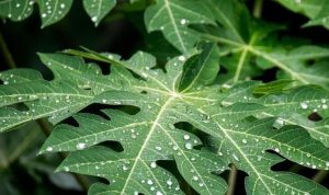 daun pepaya