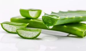 Aloe vera telah terbukti mampu menjadi solusi tepat untuk beragam masalah kulit, mulai dari iritasi ringan, jerawat, hingga kulit kering.