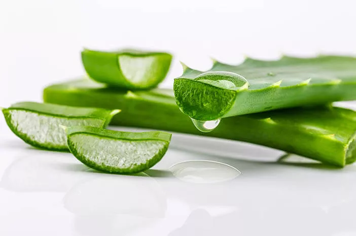 Aloe vera telah terbukti mampu menjadi solusi tepat untuk beragam masalah kulit, mulai dari iritasi ringan, jerawat, hingga kulit kering.