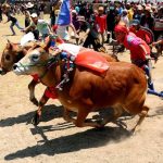Karapan Sapi Madura adalah cerminan kekayaan budaya yang dimiliki bangsa Indonesia.