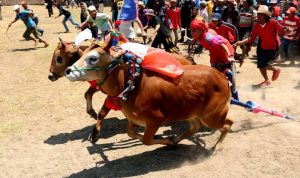 Karapan Sapi Madura adalah cerminan kekayaan budaya yang dimiliki bangsa Indonesia.