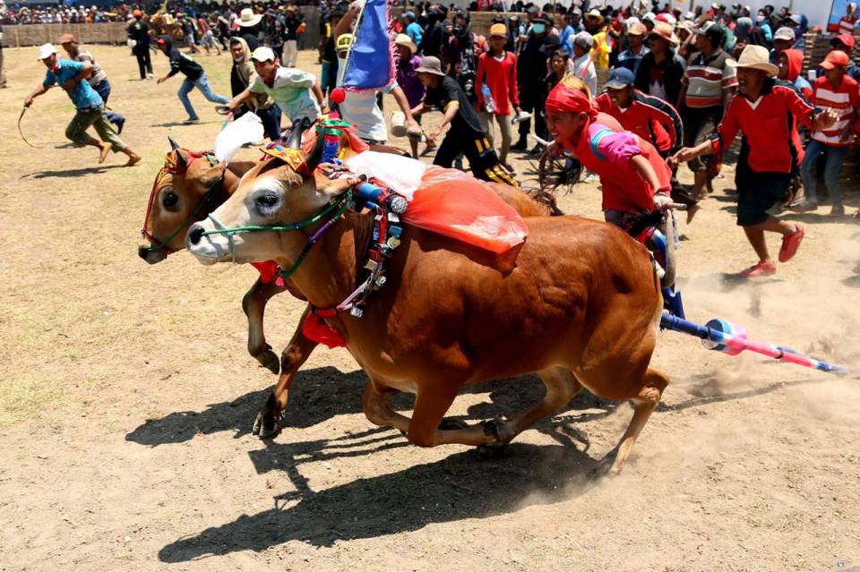 Karapan Sapi Madura adalah cerminan kekayaan budaya yang dimiliki bangsa Indonesia.