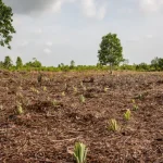 restorasi lahan terdegradasi merupakan langkah penting dalam upaya global menjaga keseimbangan lingkungan.