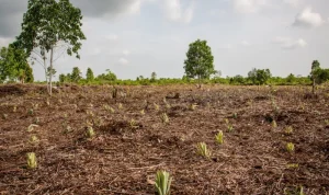 restorasi lahan terdegradasi merupakan langkah penting dalam upaya global menjaga keseimbangan lingkungan.